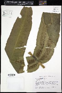 Diplazium legalloi image