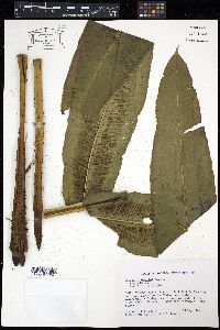 Diplazium legalloi image