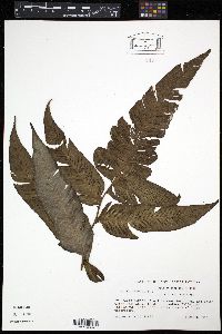 Diplazium legalloi image