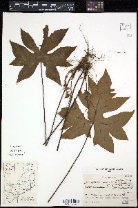 Media resource of Doryopteris nobilis