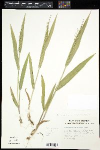 Panicum xanthophysum image