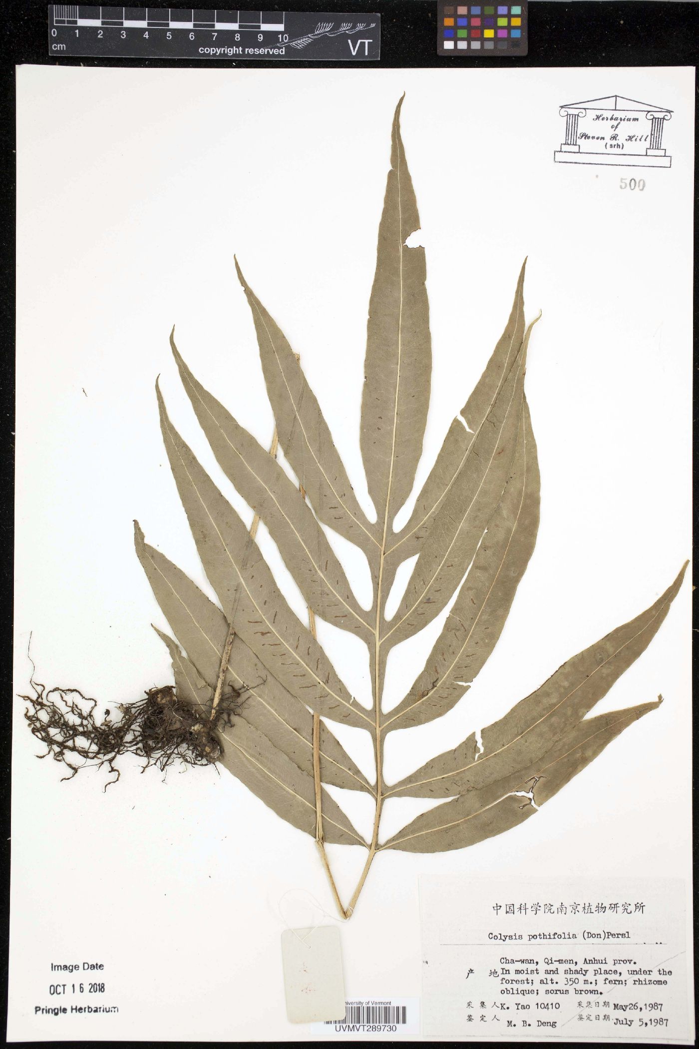 Leptochilus ellipticus image