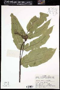 Media resource of Coniogramme robusta