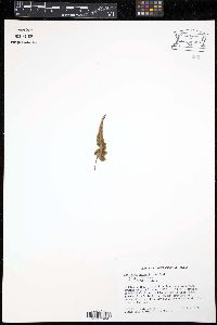 Asplenium pinnatifidum image
