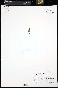 Asplenium pinnatifidum image