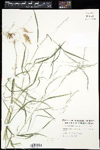 Muhlenbergia frondosa image