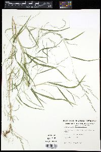 Muhlenbergia sylvatica image