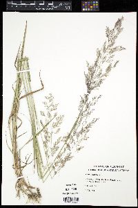 Agrostis capillaris image