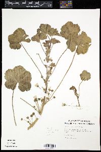 Malva neglecta image