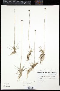 Eriocaulon septangulare image