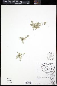 Eragrostis hypnoides image