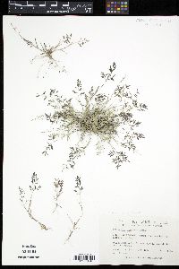 Eragrostis minor image
