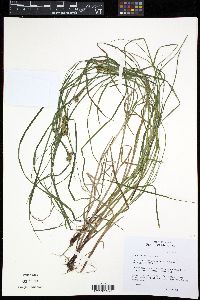 Carex tuckermanii image