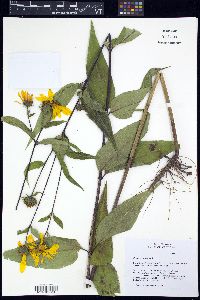 Helianthus strumosus image