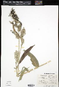 Lasiacis ruscifolia image