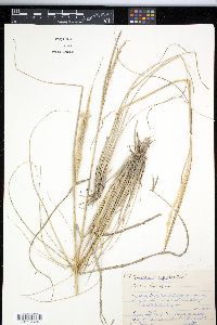 Pappophorum vaginatum image