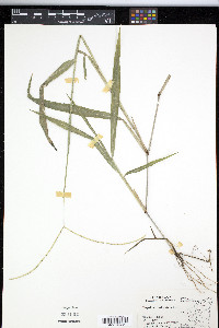 Paspalum conjugatum image
