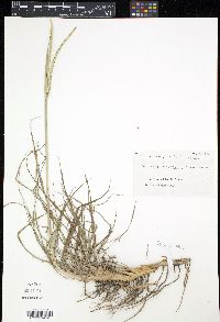Paspalum notatum image