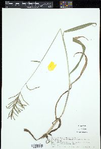 Paspalum paniculatum image