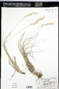 Leucopoa kingii image
