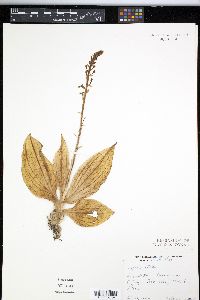Media resource of Liparis elata