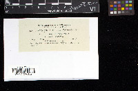 Brachythecium collinum image