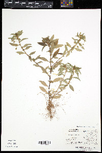 Sauvagesia erecta image