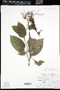 Plumbago zeylanica image