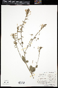 Plumbago zeylanica image