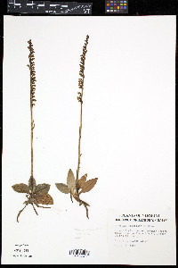 Goodyera tesselata image