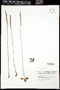 Spiranthes lacera image