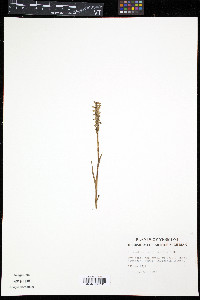 Spiranthes casei image