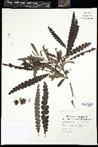 Comptonia peregrina image