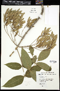 Fraxinus nigra image