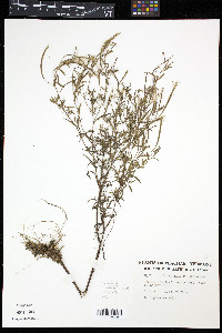 Epilobium leptophyllum image