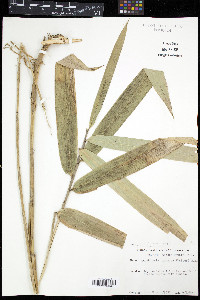 Arundinaria gigantea image