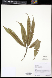 Oleandra costaricensis image