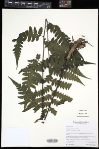 Diplazium subsilvaticum image