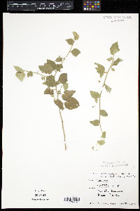 Herissantia crispa image