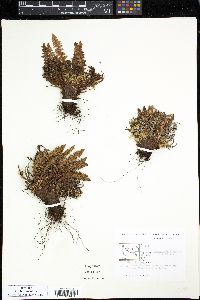 Dryopteris fragrans image