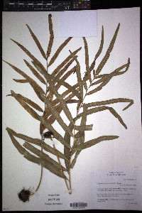 Polypodium fraternum image