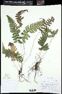 Blechnum appendiculatum image