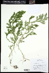 Selaginella martensii image