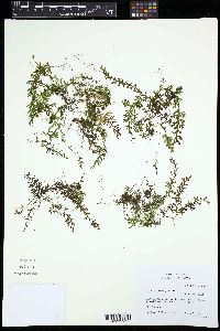 Hymenophyllum undulatum image