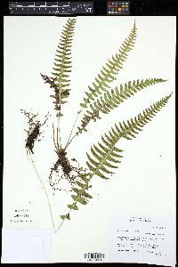 Blechnum polypodioides image