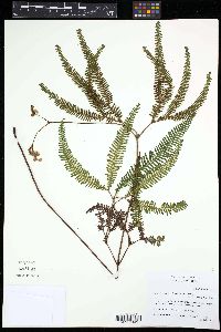 Sticherus underwoodianus image
