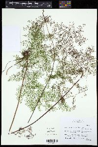 Odontosoria schlechtendalii image