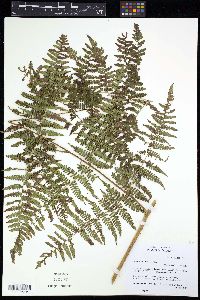 Media resource of Dennstaedtia spinosa