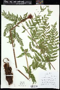 Dryopteris cinnamomea image