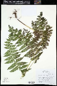 Dennstaedtia distenta image